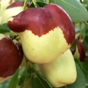 �������lĥ�P���� ��ؗ����� ��ؗ���N����������ľ����