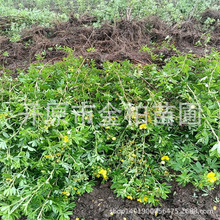 ������¶÷С�����÷�������������¶÷�G�h���ȫ���l؛