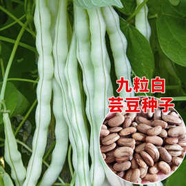 九粒白架豆种子 芸豆种籽大全高产老来少白不老豆角四季蔬菜种孑
