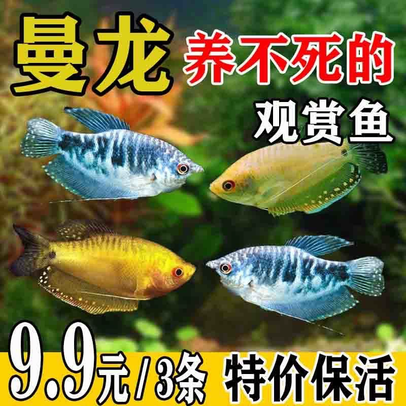Живая тропическая декоративная рыба Manlow, тело синее Manlong, Huangman-дракон, золотой Боци, шаровидная Афан, маленькая мини-рыбка попугай