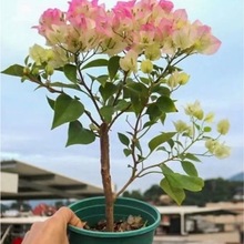 �ڻ�����÷�����Ϙ��ͺ�����ֲ���ذ��ļ��_������ͥԺ�^�����̨