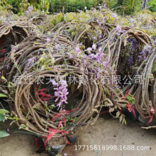 �����Ȼ�G�����ٻ������٘��������辰�@�־G��������ľ��Ԯֲ��