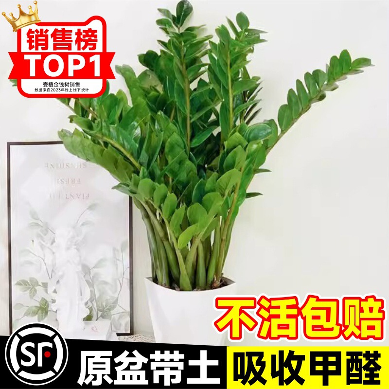 Money Tree Potted Plant Indoor Living Room Office Desktop Small Green Plant Money String Fortune Tree Evergreen All Year Round