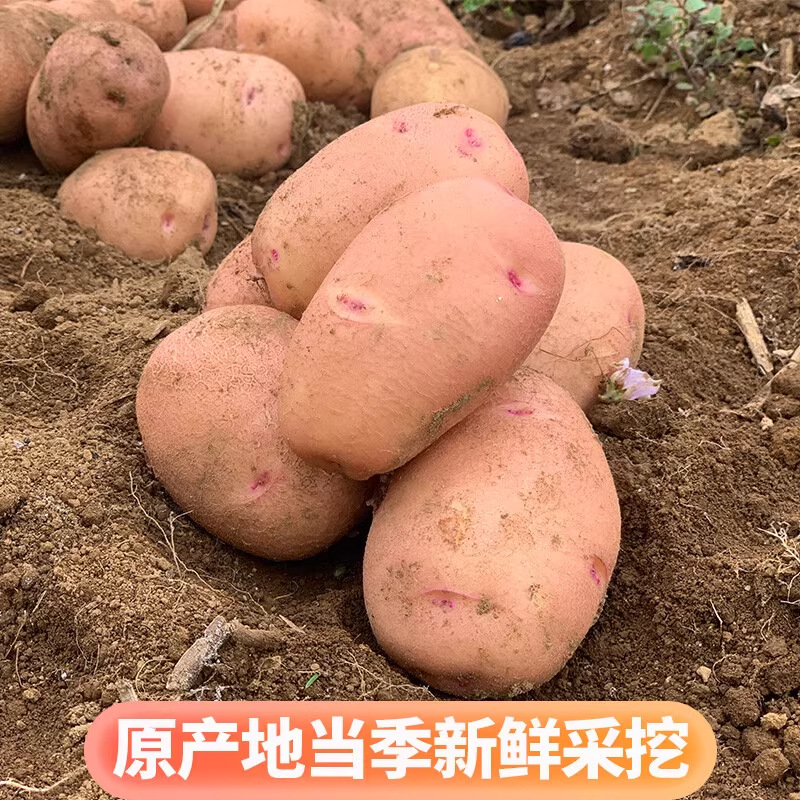 Yunnan Red-skinned Yellow Heart Farmer's Self-grown Small Potato 5.00kg Alpine Potato Fresh Vegetables Potato Commercial
