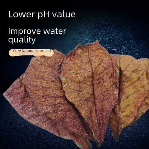 Olive Leaf to Lower Fish Tank pH/Acid Regulation Improves Water Quality Natural Bacteria 10pc 50pcs