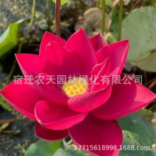 ^pɻˮBʳɏźNɏ˯ɏܷNˮֲ