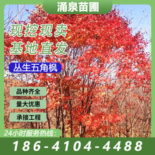 ����ֱ�l������Ǘ����10��20�l4�׸�С�^�G���e����ֲ���󃞻�