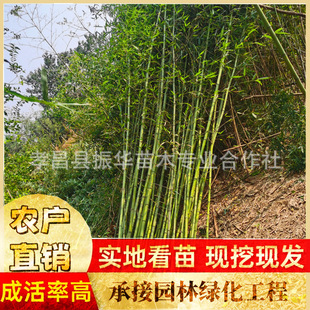 Asigital Bamboo, Bamboo, Cixia Bamboo, Early Garden Bamboo, Bamboo, Bamboo Partitions, Hedge Bamboo, Four-Season Evergreen Transplantation, Easy to Survive, High Rate