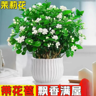 ��ֲ���҃��������������ˮ�_�����ļ��d�ӻ��Ϙ������㻨���G