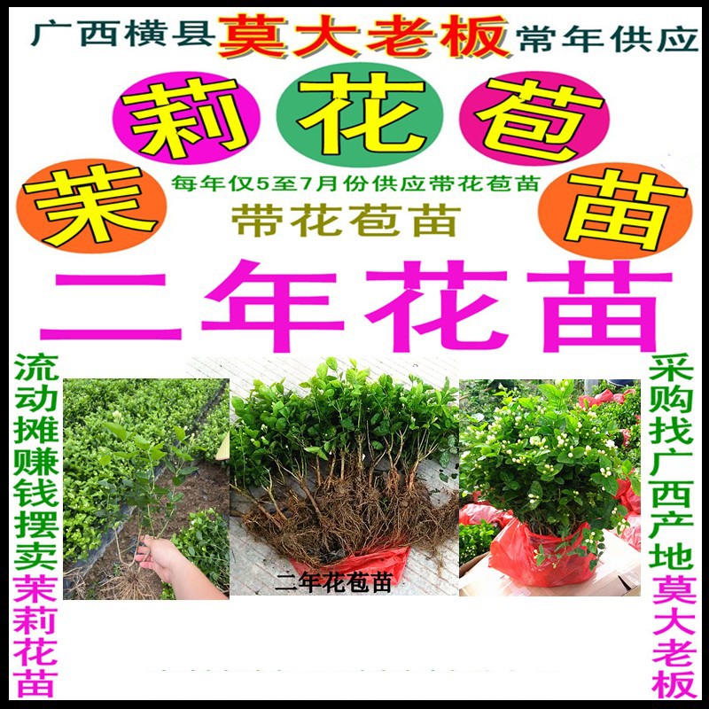 4-7月批发2-3年带花苞的茉莉花苗 莫大老板大苗分枝多茉莉花苗好
