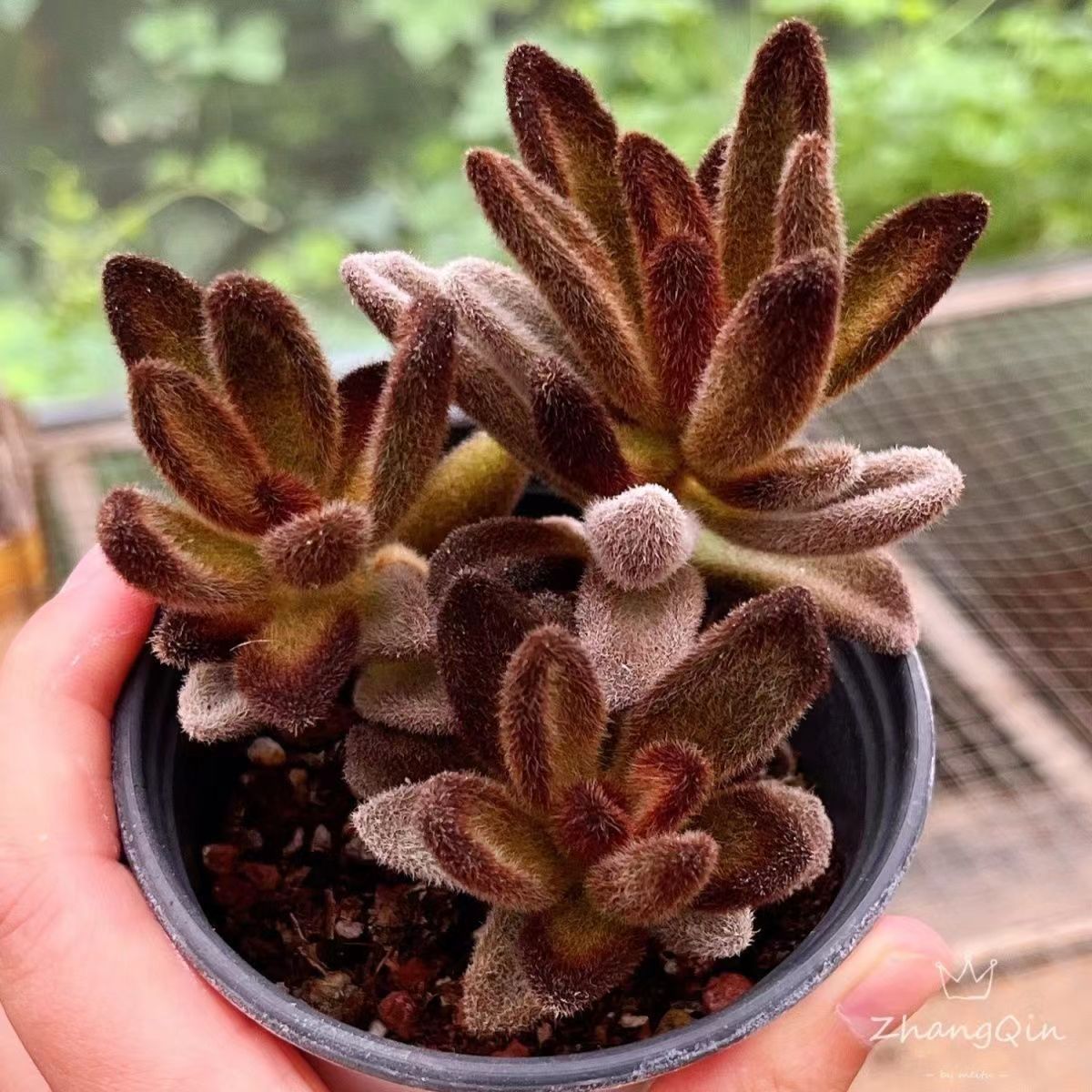 老桩多肉植物孙悟空童子办公室泰迪熊室内花卉绿植肉肉组合盆栽