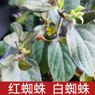 �t��֩�뚢�x���¼�����õ�廨��ֲ��x���\����ș���S���ؼ���