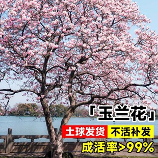 ���m�����䎧�����ͺ�ͥԺ����G��ֲ����ϏV���m���绨������