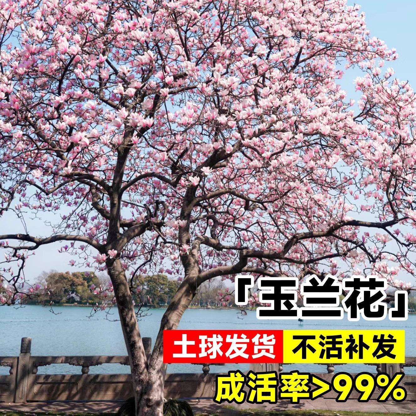 玉兰树苗大树带花苞耐寒庭院室外绿化植物白紫广玉兰花苗花卉盆栽
