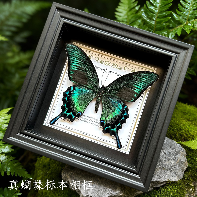 Green-Banded Swallowtail Butterfly Specimen Photo Frame Decorative Painting Wall Hanging Painting Can Be Placed or Hung Birthday Gift Holiday Gift Green-Banded Swallowtail Butterfly Specimen Photo Frame Decorative Painting Wall Hanging Painting Can Be Placed or Hung Birthday Gift Holiday Gift