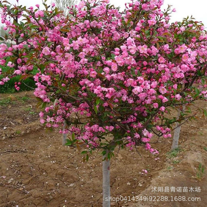 Оптовая продажа питомников зеленых деревьев Xifu Begonia шелковые саженцы Бегонии с полными сортами и скидкой на большое количество