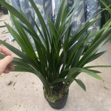 �V�ݻ���ֱ�N���|ī�m�������҃ȾG���Կ��_�lƱ�k���������^��ֲ