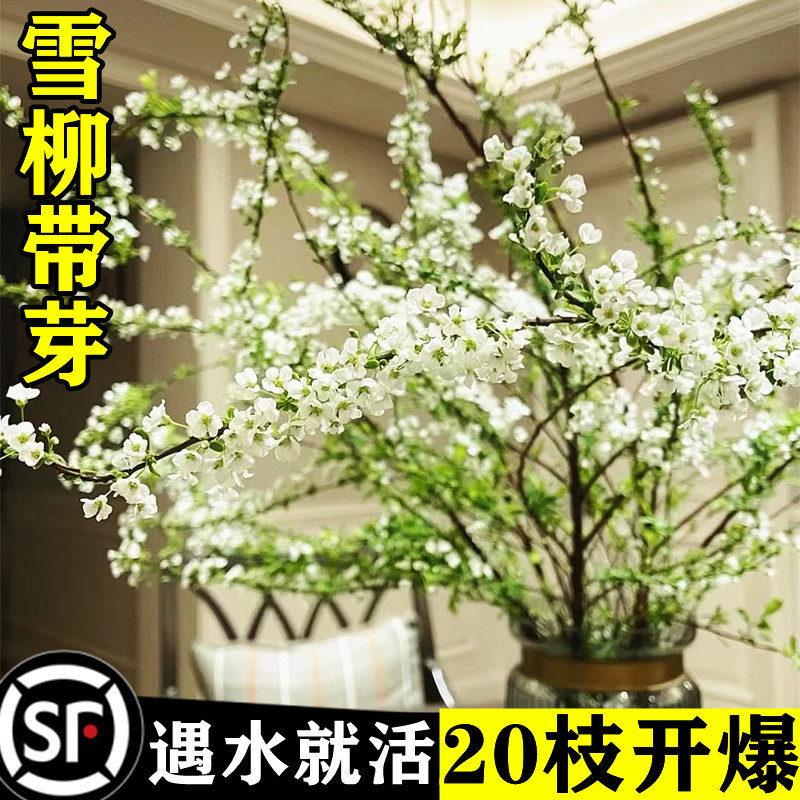 雪柳鲜枝干支枝盆栽水培植物鲜花卉绿植遇水开花盆栽龙柳雪柳批发