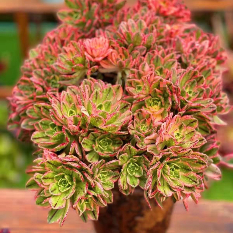 약 10명의 달콤한 차 마스터