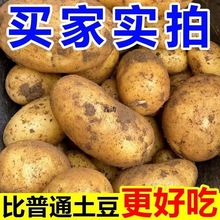 甘肃定西土豆2024黄皮黄心沙面粉糯10新鲜蔬菜现挖洋芋马铃薯工厂