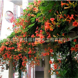 The Manufacturer Directly Authorizes Large-Scale Courtyard Garden Climbing Vines and Favorably Priced Lingxiao Flower Seedlings