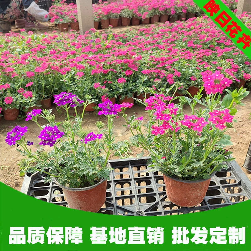 Саженцы тонколистной ивы, цветущие растения в горшках с травой Цинчжоу, тонколистная ива, цветы ивы, многолетние растения ивы.