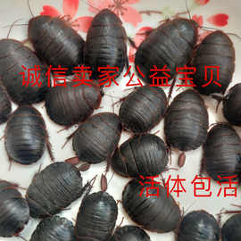 活体土元500g克土鳖虫活的土元虫地鳖虫也叫蛰虫好货真货