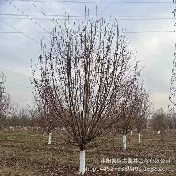 В детском саду поставляются большие объемы папайи и бегонии, саженцы для ландшафтного проекта, саженцы папайи и бегонии, скидки на большие объемы.