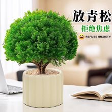 放青松绿植雾松室内小盆栽办公室桌面植物摆件四季好养活净化空气
