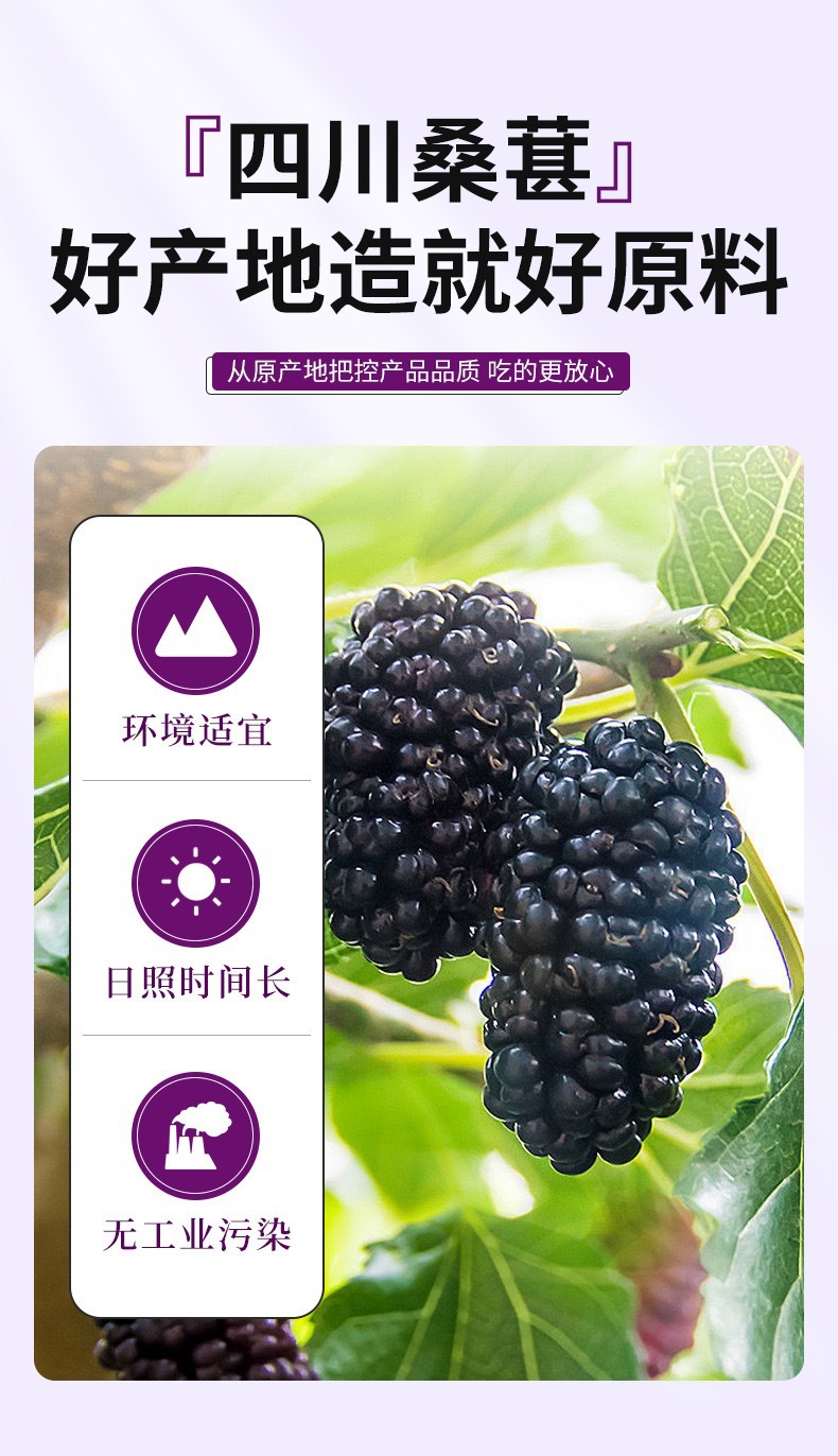 Mulberry Puree Sang Shen 30ml Sachets Fresh-Pressed Daily Herbal Drink 10 Pack specifications
