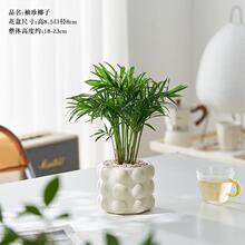 北欧ins风袖珍椰子耐阴小盆栽办公室内绿植好养易活净化空气礼物