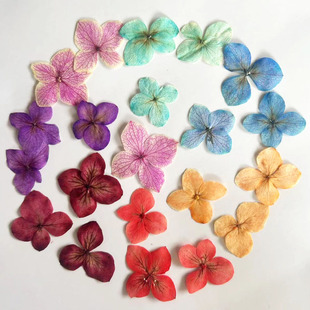 Anna Hydrangea Color Absorbing Flower Dropping Glue Bookmark Photo Frame Handmade Flower DIY Plant Specimen Embossed Nail Art Dried Flower