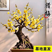 腊梅花树苗盆栽原生嫁接易活耐寒丛生老桩腊梅花卉室内外庭院浓香