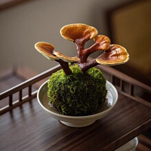 �`֥�����҃�����Ȥζ�^�~ֲ����B�׻��ݗ�����Gֲ�k����