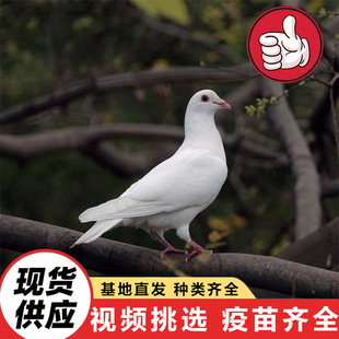 �˹��Bֳ�N�� ���B�����������������N�� ���w�ͼtɫԪ�����r��