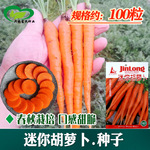 小胡萝卜种子 农田菜园可盆栽嫩脆小手指拇指水果胡萝卜蔬菜籽