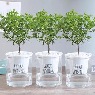 ��ò�ֲ���������ľˮ�������҃ȃ����՚��k�����ļ����B�Gֲ