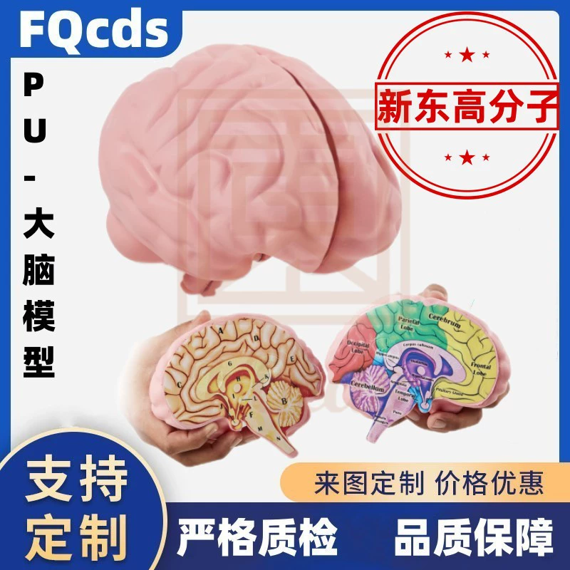 Трансграничные горячие продажи полиуретанового человеческого мозга