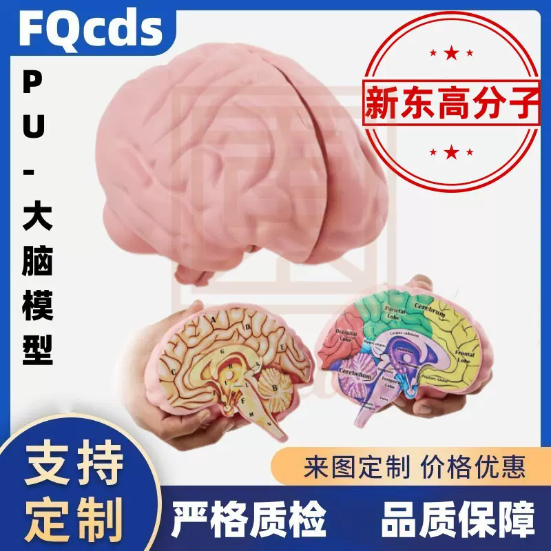 跨境热销 PU聚氨酯人脑手办仿真3D解刨学教学用具可拆解人脑模型