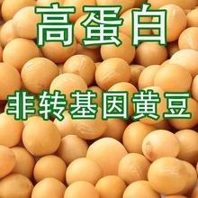 东北本地新黄豆打豆浆生豆芽10斤土小粒农家自种
