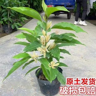 ���m�����Ի���ֲ���҃����m���玧�����ļ��_�������S���m�����