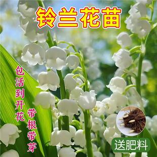 Lily of the Valley Seedlings with Buds and Roots Potted Plant Bulbs Cold-Resistant Indoor and Outdoor Florals and Green Plants Blooming All Year Round Tulips