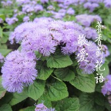 霍香薊種子藍花冠藿香薊花籽盆栽四季播易種景觀地被植物花種籽子