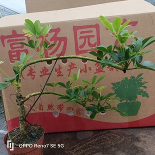 �V�ݻ���ֱ�N�����������_ľ�҃������^�p������һ��Ҳ�����l�r��