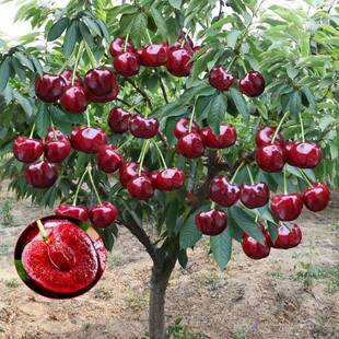 Cherry Tree Saplings, Cherry Tree Seedlings for Planting in the South and North, Potted Courtyard Fruit Trees, Grafted Large Cherries That Bear Fruit in the Same Year