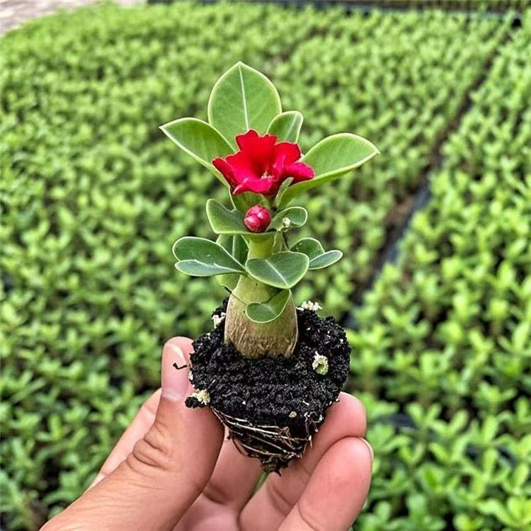 2.紅色【耐旱 包開花】