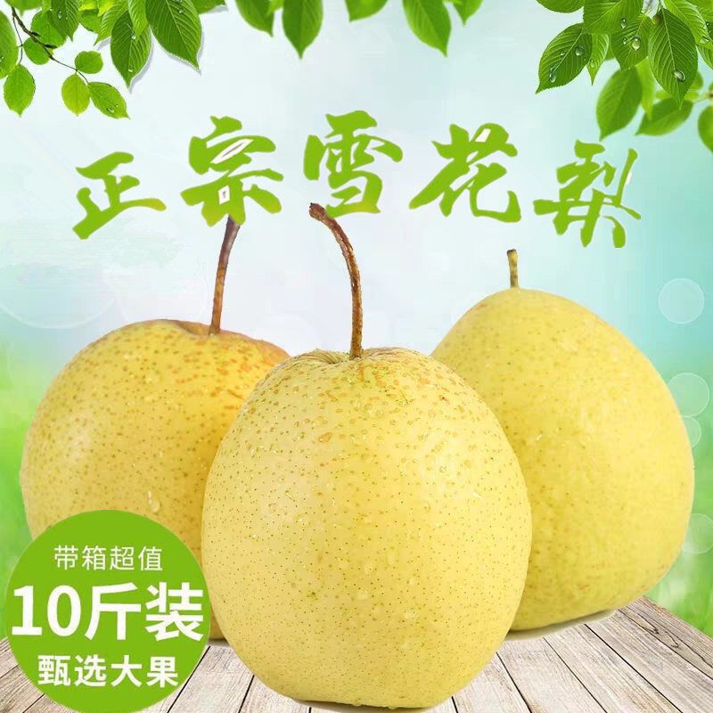 正宗冰糖雪梨雪花梨当季新鲜水果梨子非皇冠梨鸭梨酥梨5/10斤包邮
