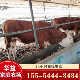 利木赞牛哪有养殖场 本地黄牛的西门塔尔牛改良肉牛出售