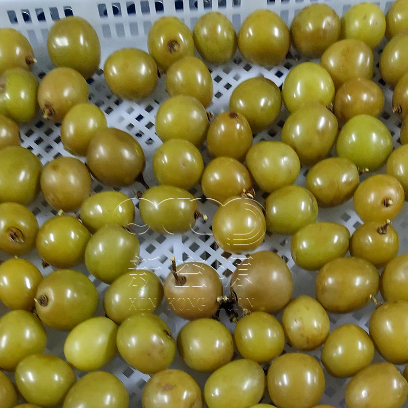 空气能葡萄干烘干机 葡萄烘干房 商用大型水果箱式干燥设备 丹莱