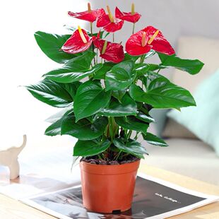 �����l؛�t�Ʒ��ư��ƻ��҃�ˮ�����������ļ��_����ֲ��Gֲ